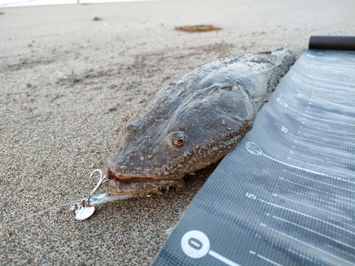 マゴチの釣果