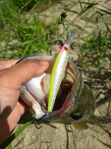 ブラックバスの釣果