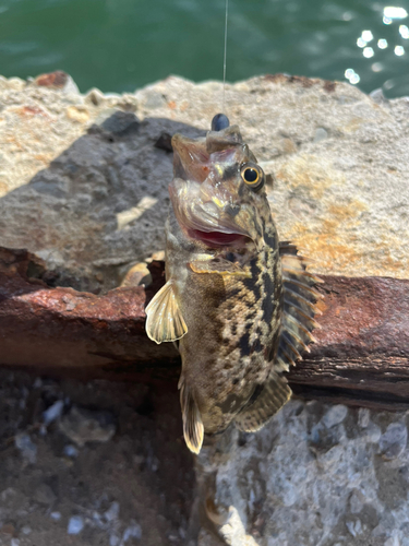 アラカブの釣果