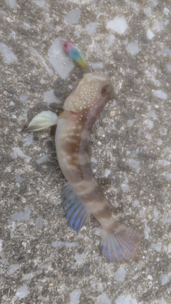 イトヒキハゼの釣果