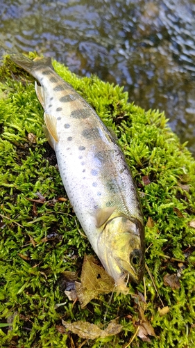 ヤマメの釣果