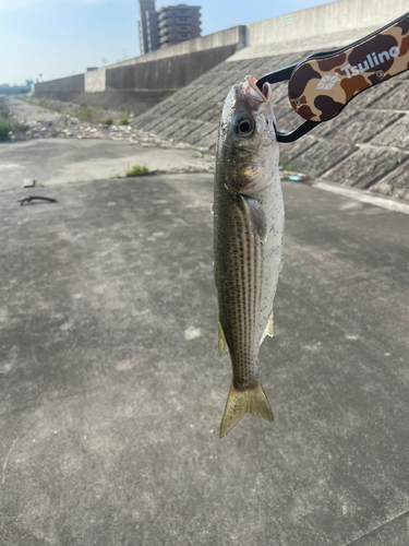 ボラの釣果