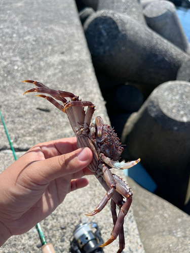 カニの釣果