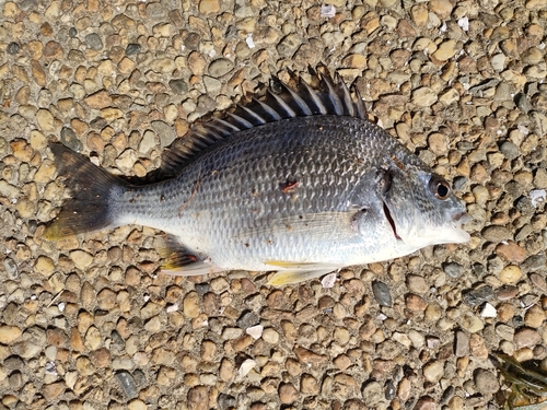 キビレの釣果