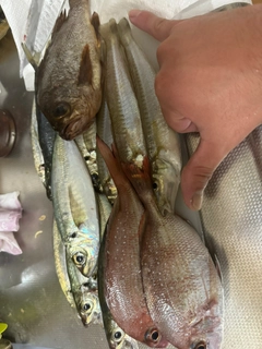 シロメバルの釣果