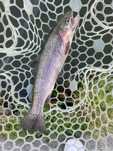 ニジマスの釣果