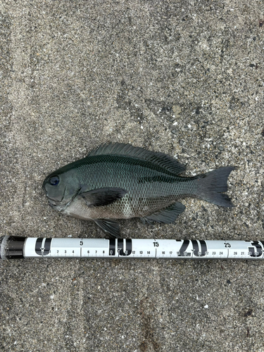 クロの釣果