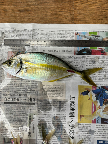 シマアジの釣果