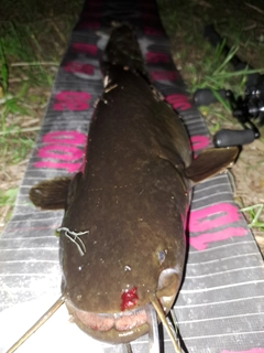 ナマズの釣果