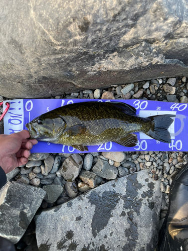 スモールマウスバスの釣果