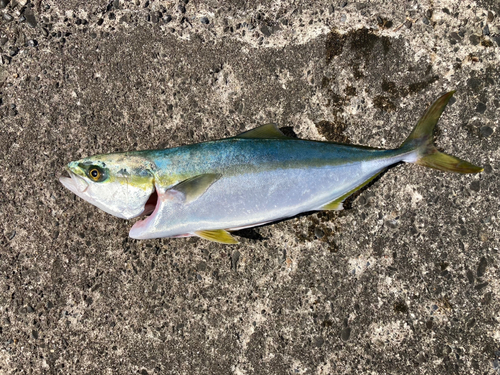 イナダの釣果