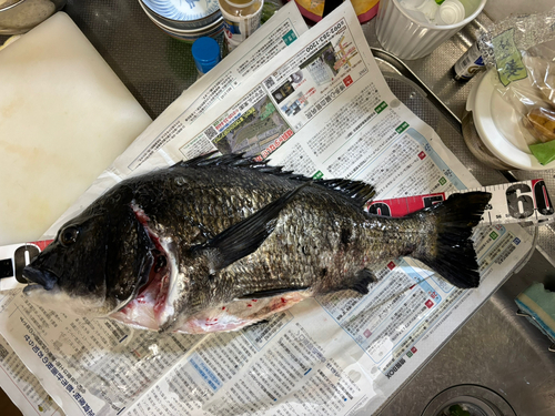 チヌの釣果