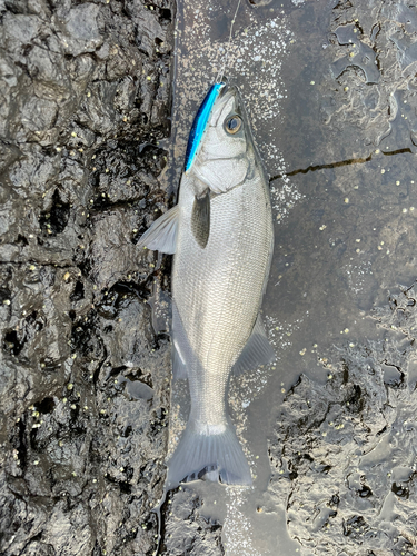 フッコ（ヒラスズキ）の釣果