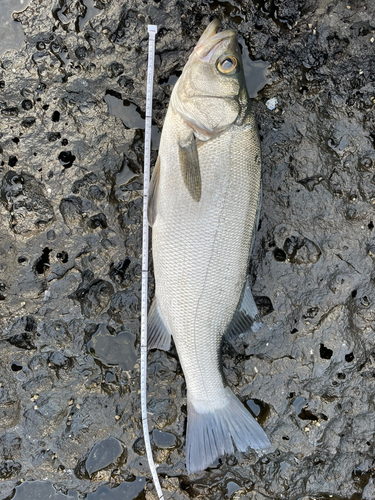 マルスズキの釣果