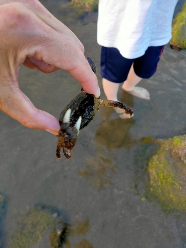 カニの釣果