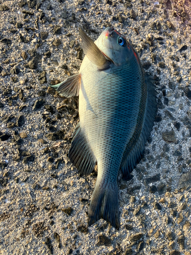 グレの釣果