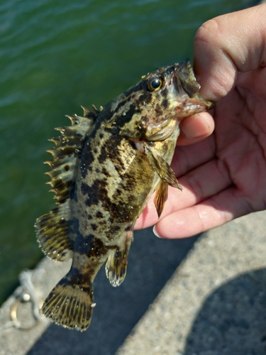 タケノコメバルの釣果