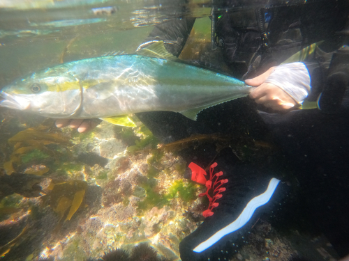 ヒラマサの釣果