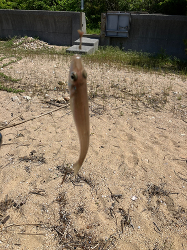 キスの釣果