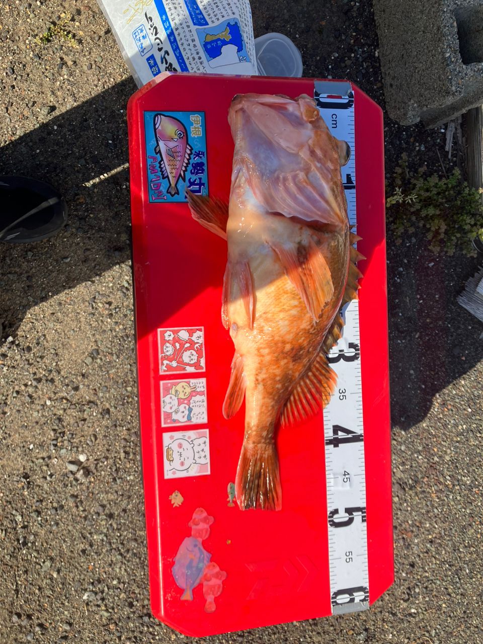 おばちゃんだって釣りしたいさんの釣果 2枚目の画像