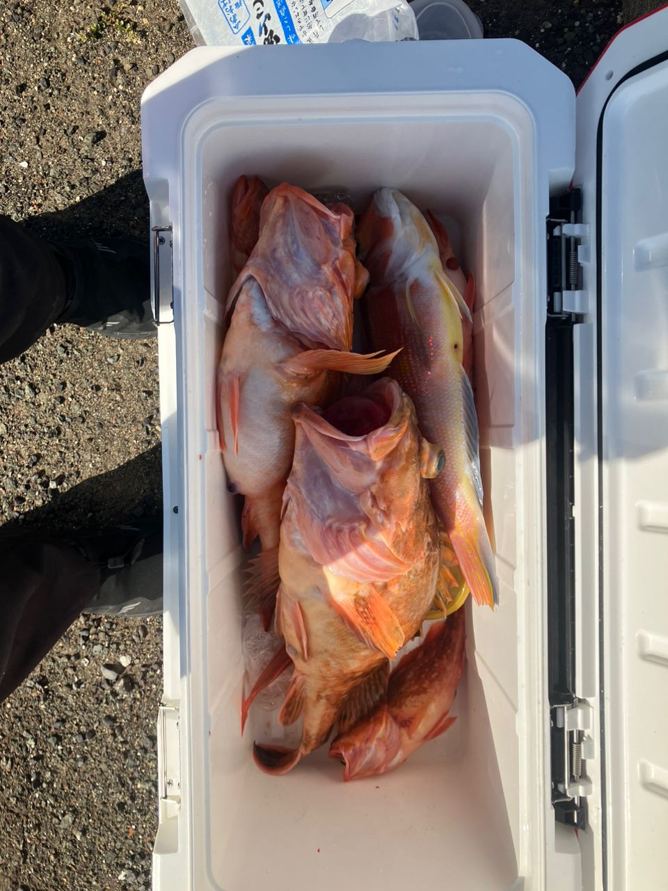 おばちゃんだって釣りしたいさんの釣果 3枚目の画像