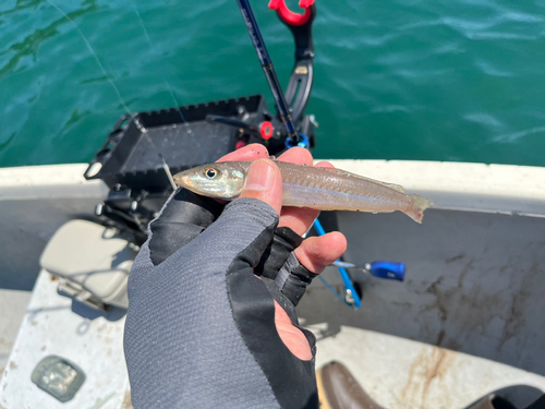 シロギスの釣果