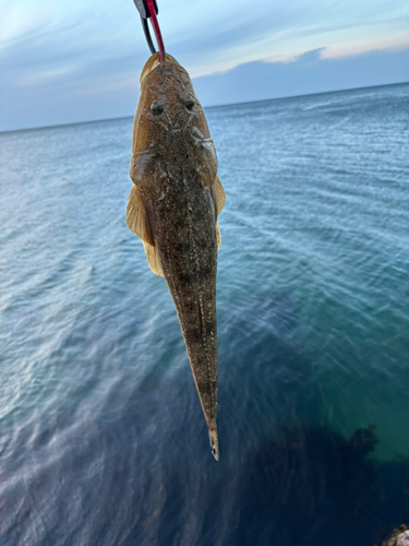 マゴチの釣果