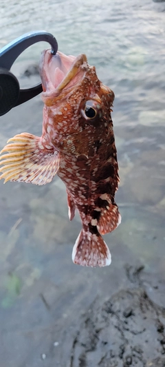 アラカブの釣果