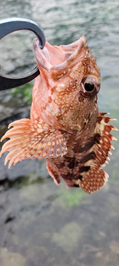 アラカブの釣果