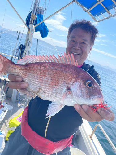 マダイの釣果