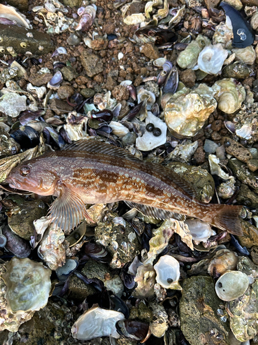 アイナメの釣果