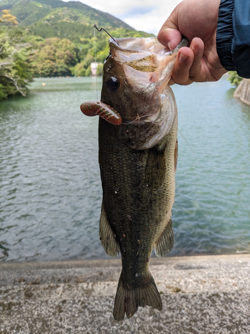 ブラックバス