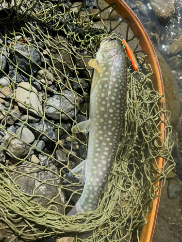 アメマスの釣果