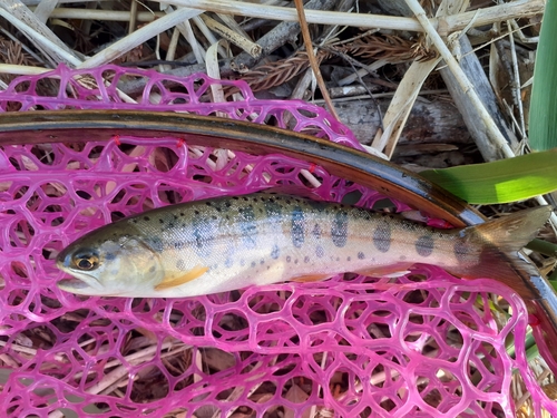 ヤマメの釣果