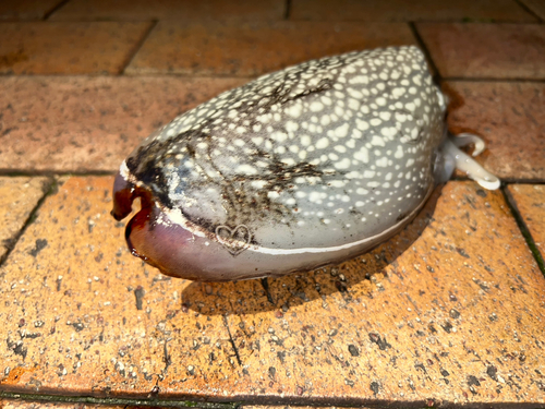 シリヤケイカの釣果