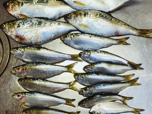 コノシロの釣果