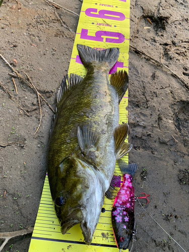 スモールマウスバスの釣果