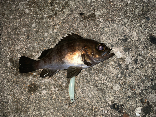 メバルの釣果