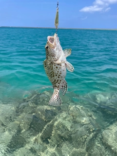 カンモンハタの釣果