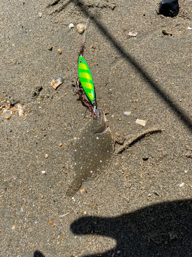 カレイの釣果