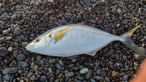 シマアジの釣果