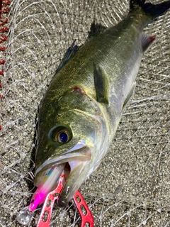 フッコ（マルスズキ）の釣果