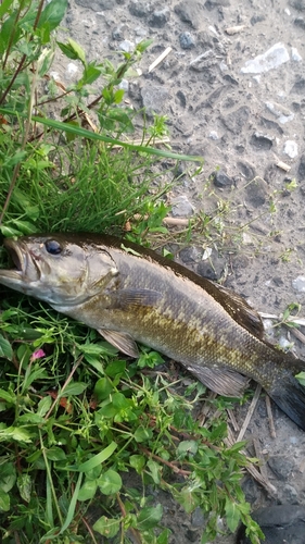 スモールマウスバスの釣果