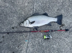 ヒラスズキの釣果