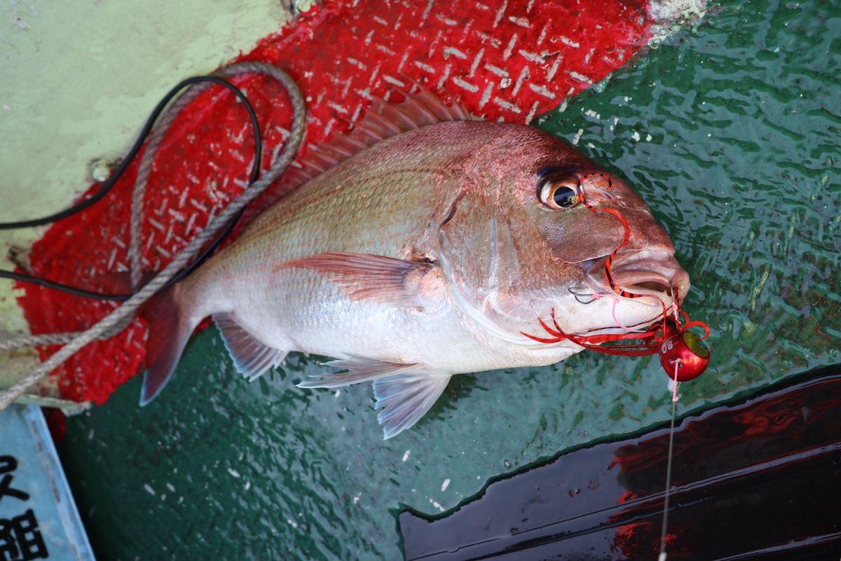 Fishing YOSHIさんの釣果 1枚目の画像