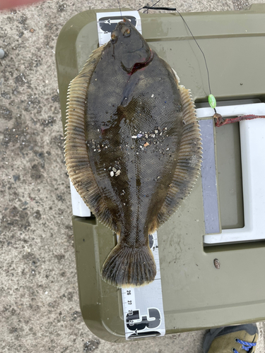 クロガシラガレイの釣果