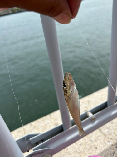 シロギスの釣果