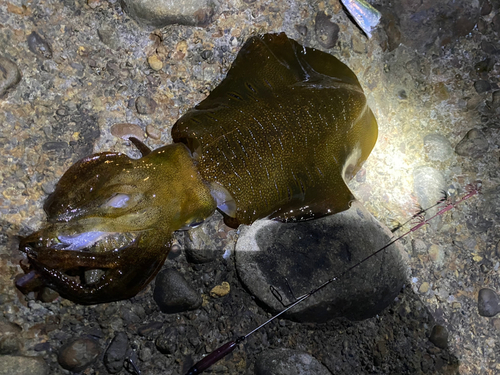 アオリイカの釣果