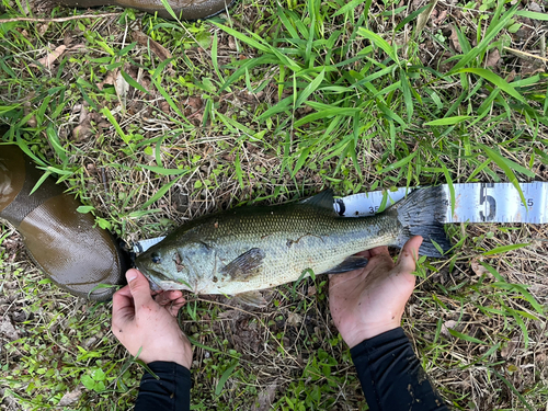 ブラックバスの釣果