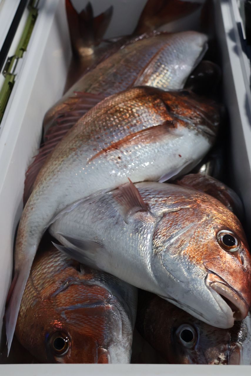 Fishing YOSHIさんの釣果 2枚目の画像